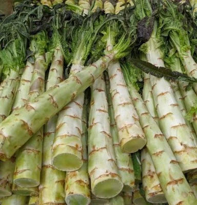 LETTUCE 'Purple Sword Celtuce'