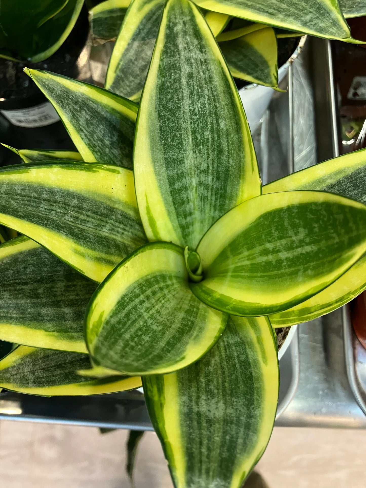 Sansevieria trifasciata --Pagoda Yellow Variegated Snake Plant--