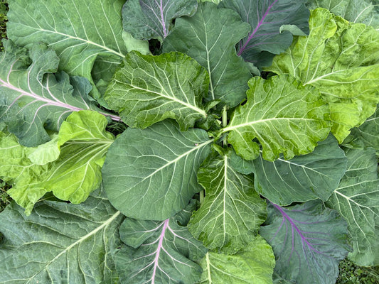 COLLARDS 'Ultracross'