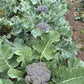 BROCCOLI 'Island Market'