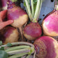 RUTABAGA 'Joan'