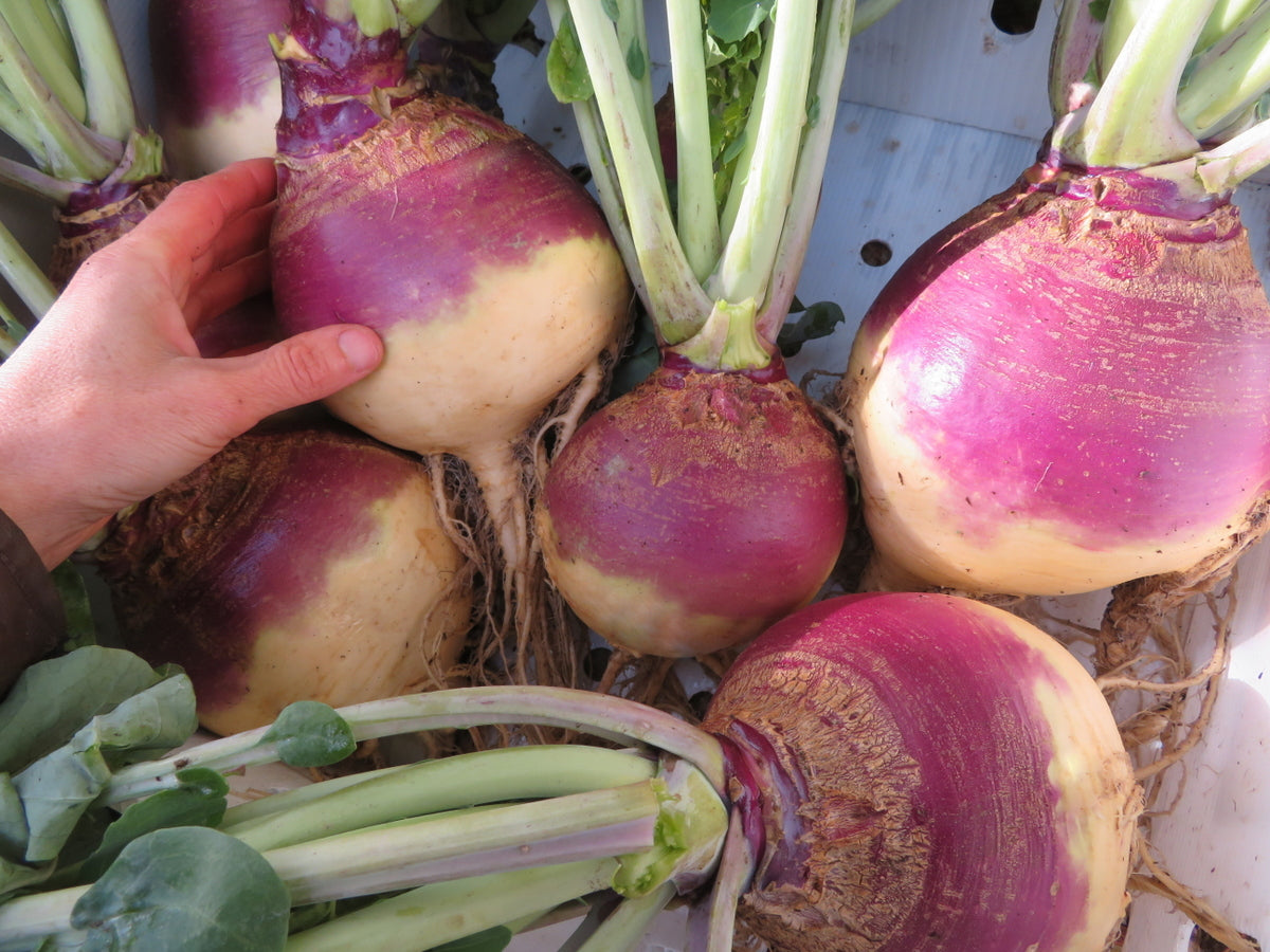 RUTABAGA 'Joan'
