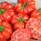 TOMATO 'Costoluto Genovese'