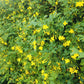 Jasminum humile --Revolutun Yellow Jasmine--