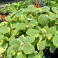 LEMON LEAF 'Variegated' --Plectranthus ciliatus 'Lemon & Lime'--