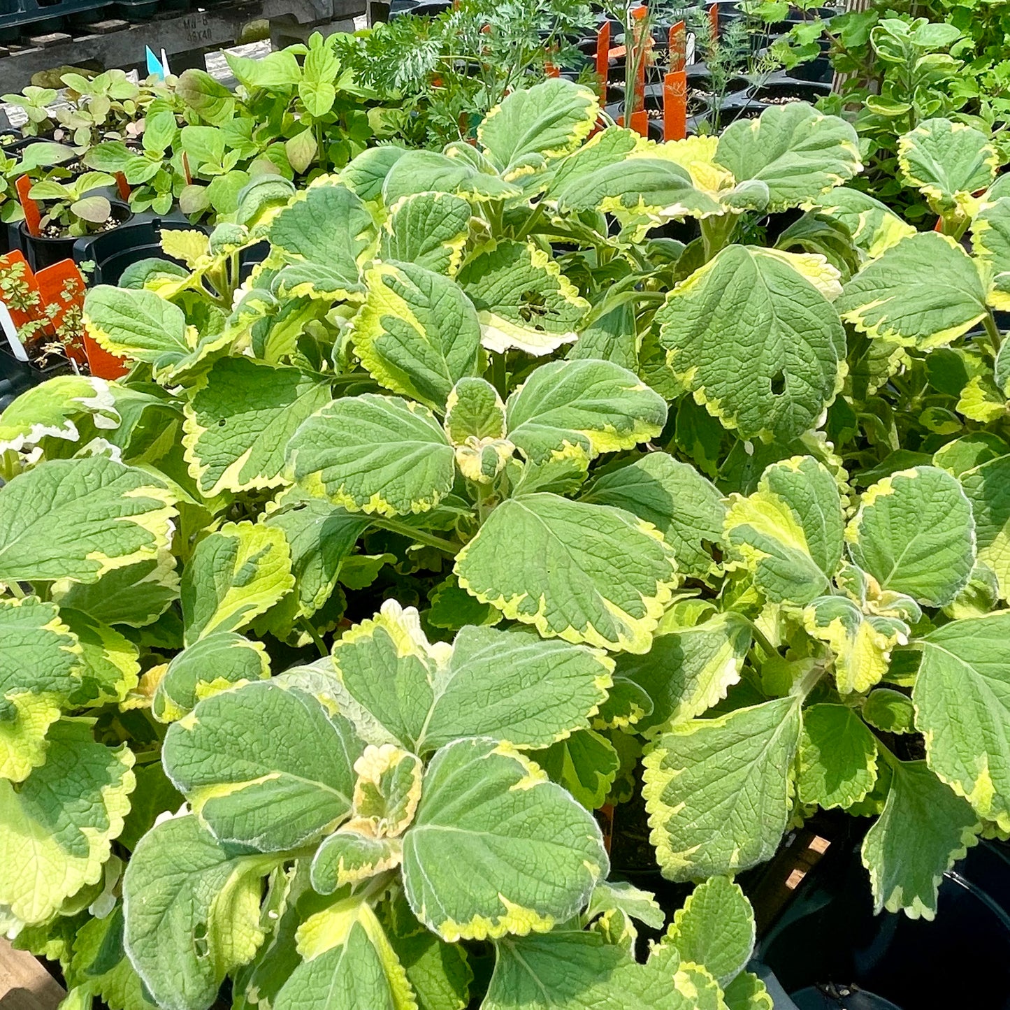 LEMON LEAF 'Variegated' --Plectranthus ciliatus 'Lemon & Lime'--