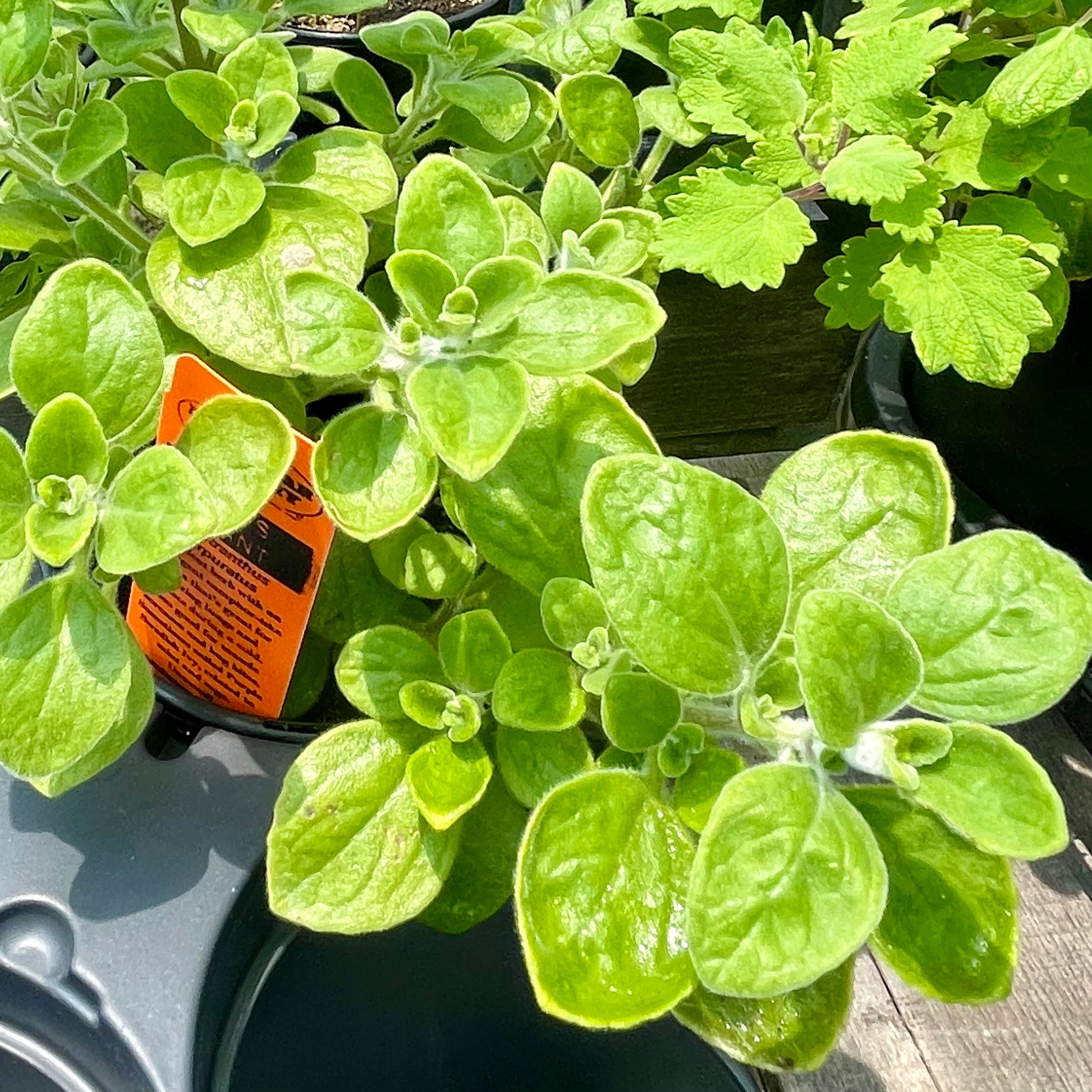 succulent plectranthus VICKS PLANT --Plectranthus purpuratus--
