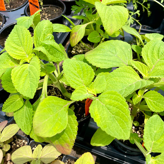 MINT 'Calming' --Solenostemon monostachyus--