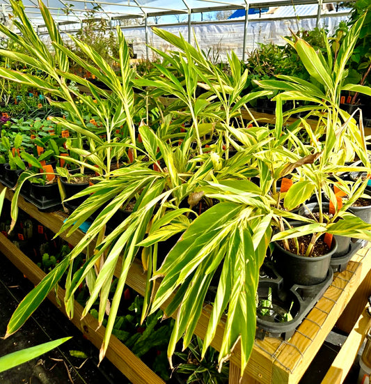 GINGER 'Variegated Shell' --Alpinia zerumbet 'Variegata'--