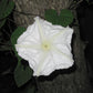 MORNING GLORY 'Giant Moonflower' --Ipomoea alba--