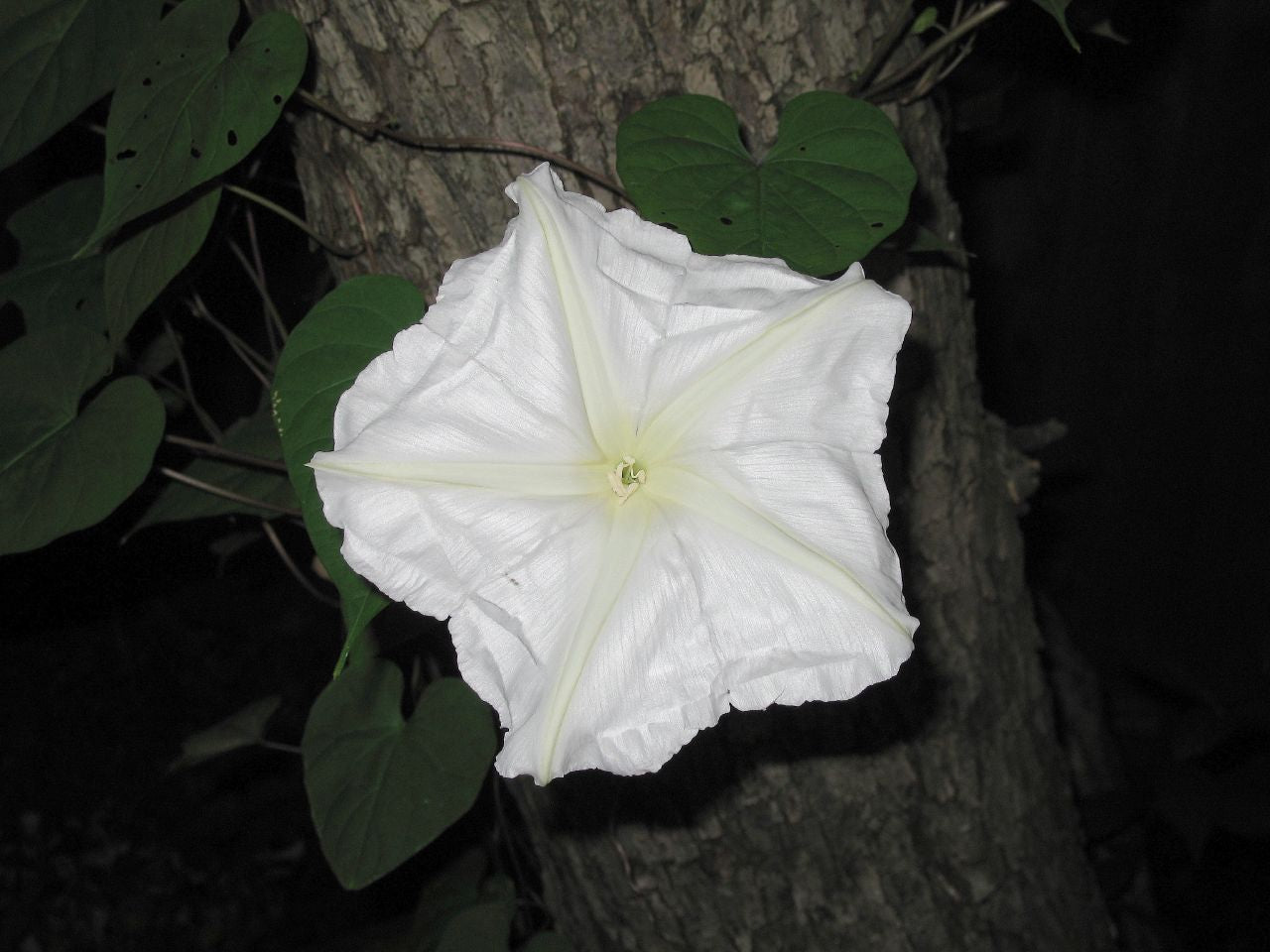 MORNING GLORY 'Giant Moonflower' --Ipomoea alba--