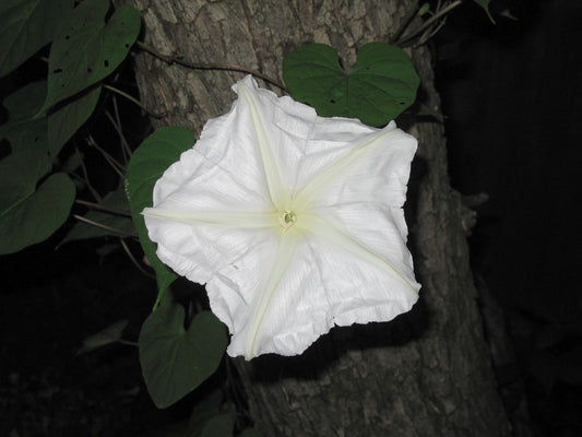 MORNING GLORY 'Giant Moonflower' --Ipomoea alba--