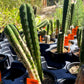 Trichocereus bridgesii x peruvianus