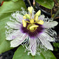 PASSIONFLOWER 'Yellow Fruit Edible' --Passiflora edulis 'Flavicarpa'--