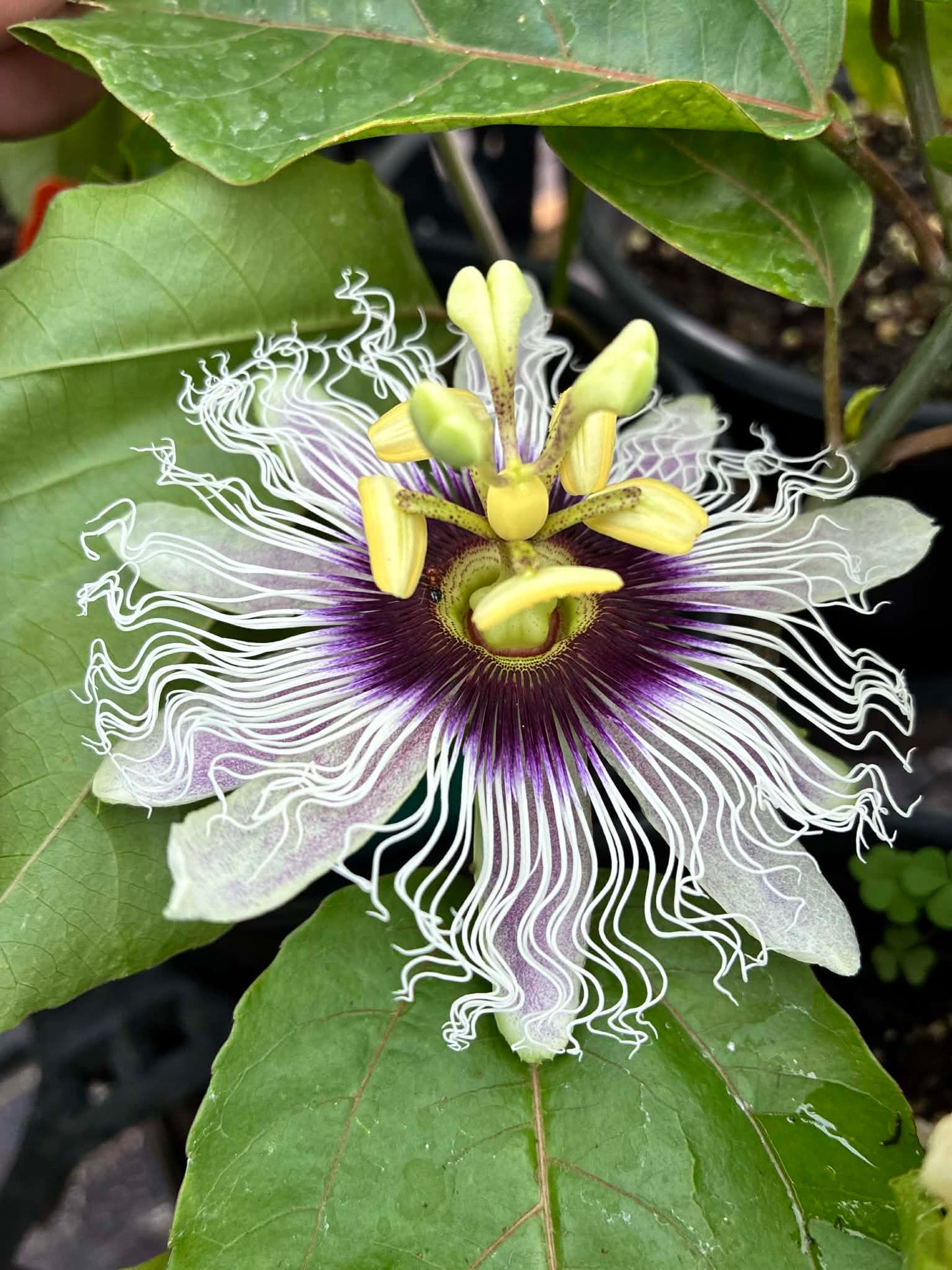 PASSIONFLOWER 'Yellow Fruit Edible' --Passiflora edulis 'Flavicarpa'--