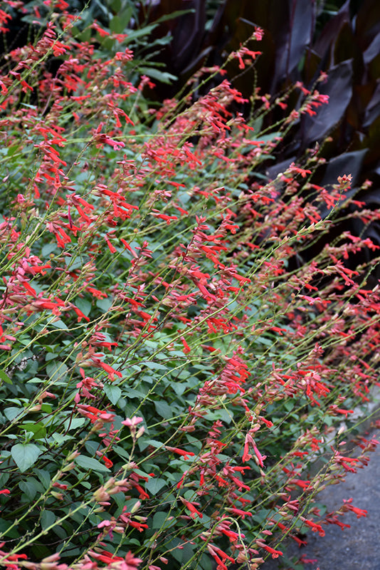 Salvia hybrida --Coral-Pink Sage--