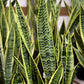 Sansevieria trifasciata --Futura Superba Snake Plant--