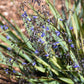 Dianella --Blue Flax Lily--