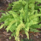 Nephrolepis exaltata --Tiger Boston Fern--