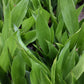 Aspidistra elatior --Dwarf Cast Iron Plant--