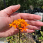 Epidendrum radicans --Fire-star Orchid--