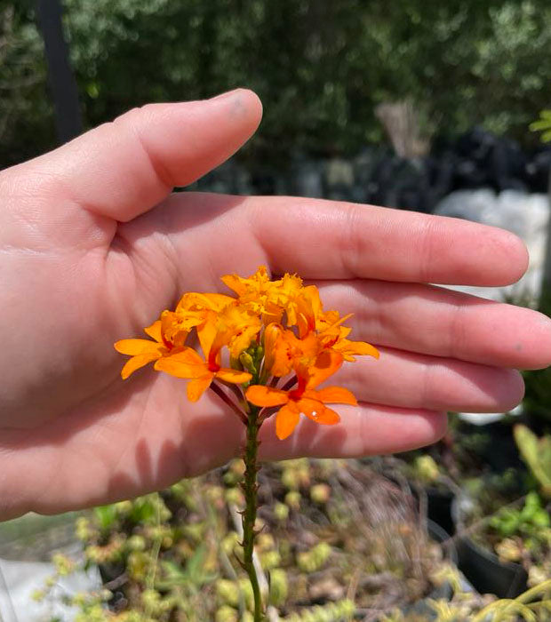 Epidendrum radicans --Fire-star Orchid--