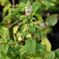 MINT 'Mojito' --Mentha x. villosa--