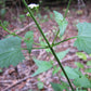Fleishmannia incarnata --Pink Mistflower--