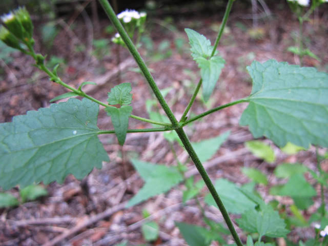 Fleishmannia incarnata --Pink Mistflower--