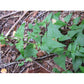 Fleishmannia incarnata --Pink Mistflower--