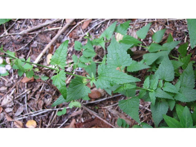 Fleishmannia incarnata --Pink Mistflower--