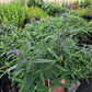 Salvia leucantha 'Midnight' --Mexican Bush Purple Sage--
