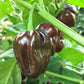 PEPPER 'Chocolate Scotch Bonnet'