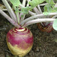RUTABAGA 'Joan'