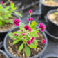 Gomphrena decumbens --Little Grapes Amaranth--