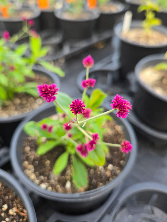 Gomphrena decumbens --Little Grapes Amaranth--