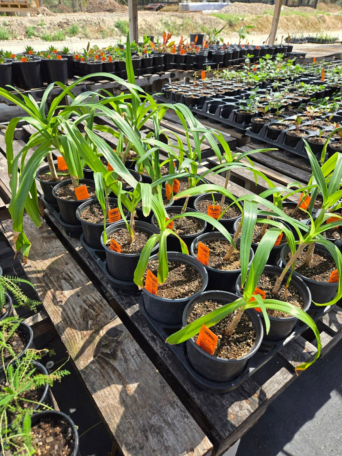 Crinum --Grandma's Pink Lily--