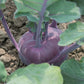 KOHLRABI 'Konstance'