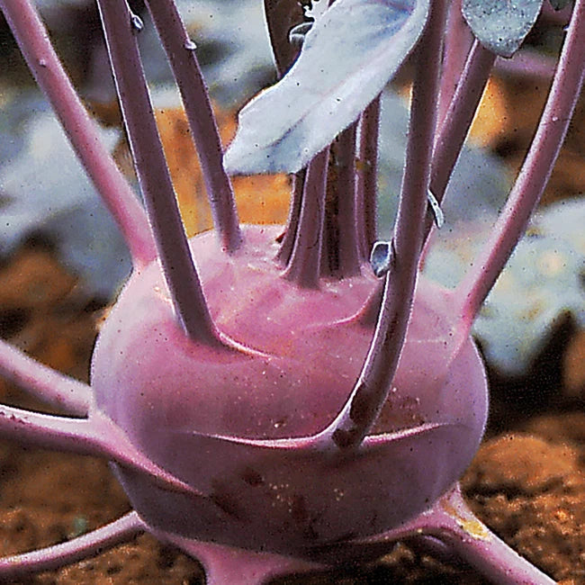 KOHLRABI 'Blaril'