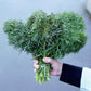 KALE 'Siber-Frills'