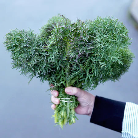 KALE 'Siber-Frills'