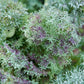 KALE 'Siber-Frills'