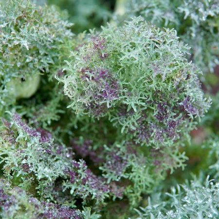 KALE 'Siber-Frills'