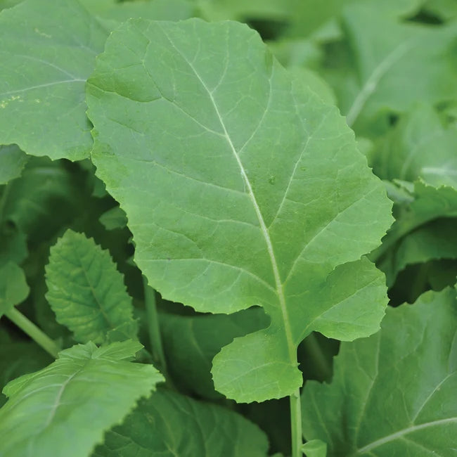 KALE 'Texsel Greens'
