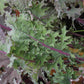 KALE 'Red Winter'