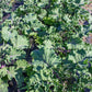 BRUSSELS SPROUT 'Kissin' Kale'