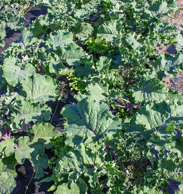 BRUSSELS SPROUT 'Kissin' Kale'