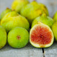 FIG 'Kadota' --Ficus carica--