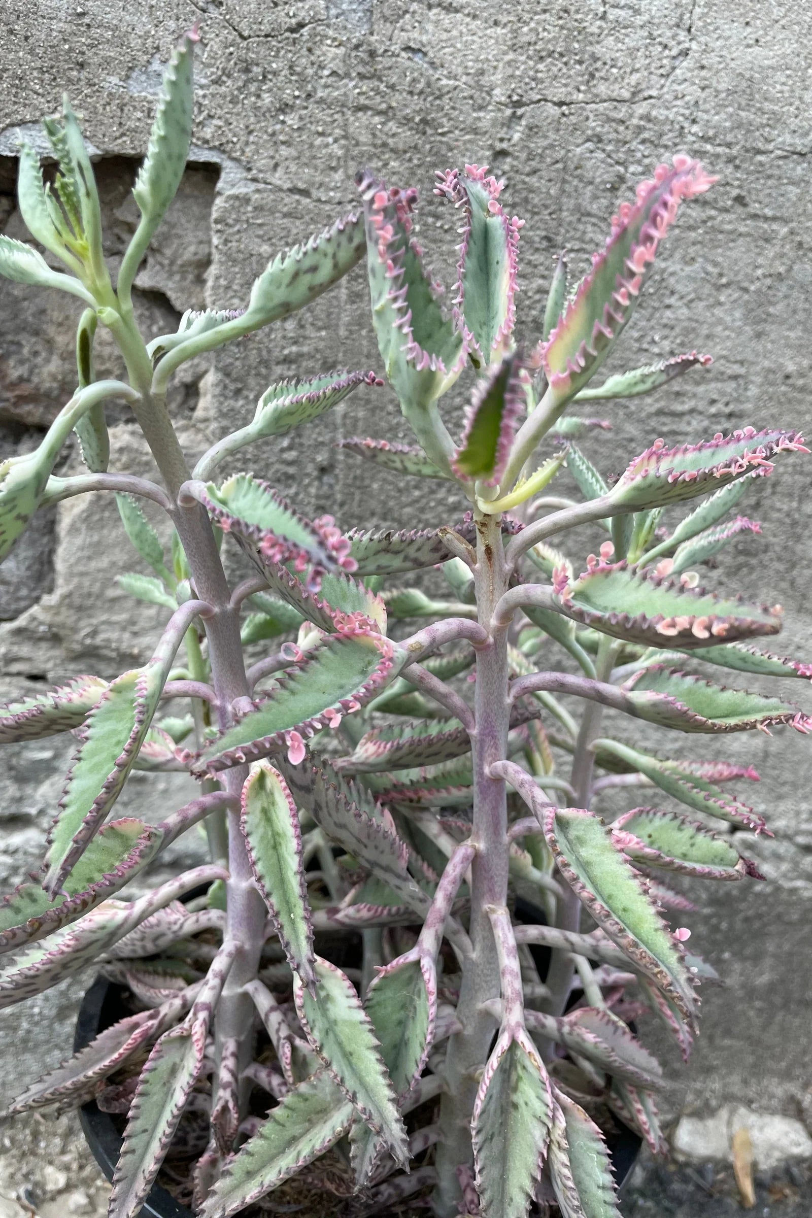 pink butterflies mother of thousands kalanchoe succulents Kalanchoe 'Pink Butterflies'