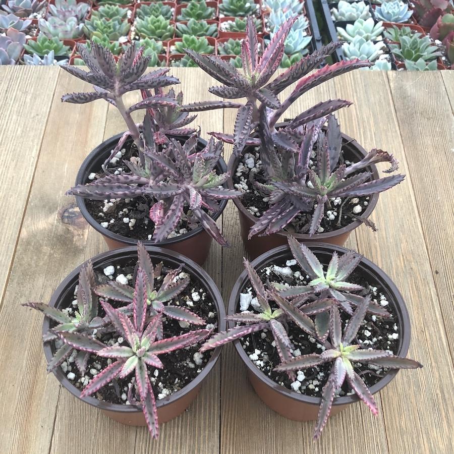 Kalanchoe 'Pink Butterflies'